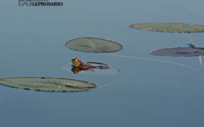 El sapo de la santa cruz