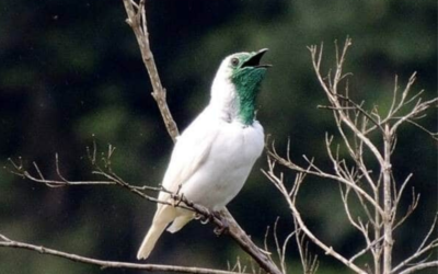 El pájaro campana