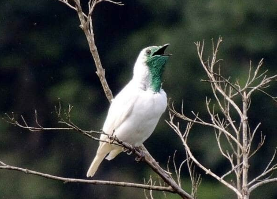 El pájaro campana