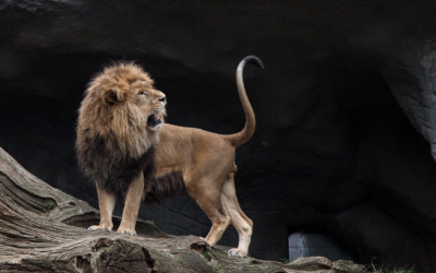 Un hombre combate con un león