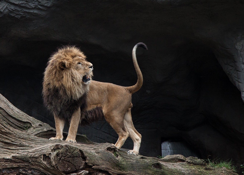 Un hombre combate con un león