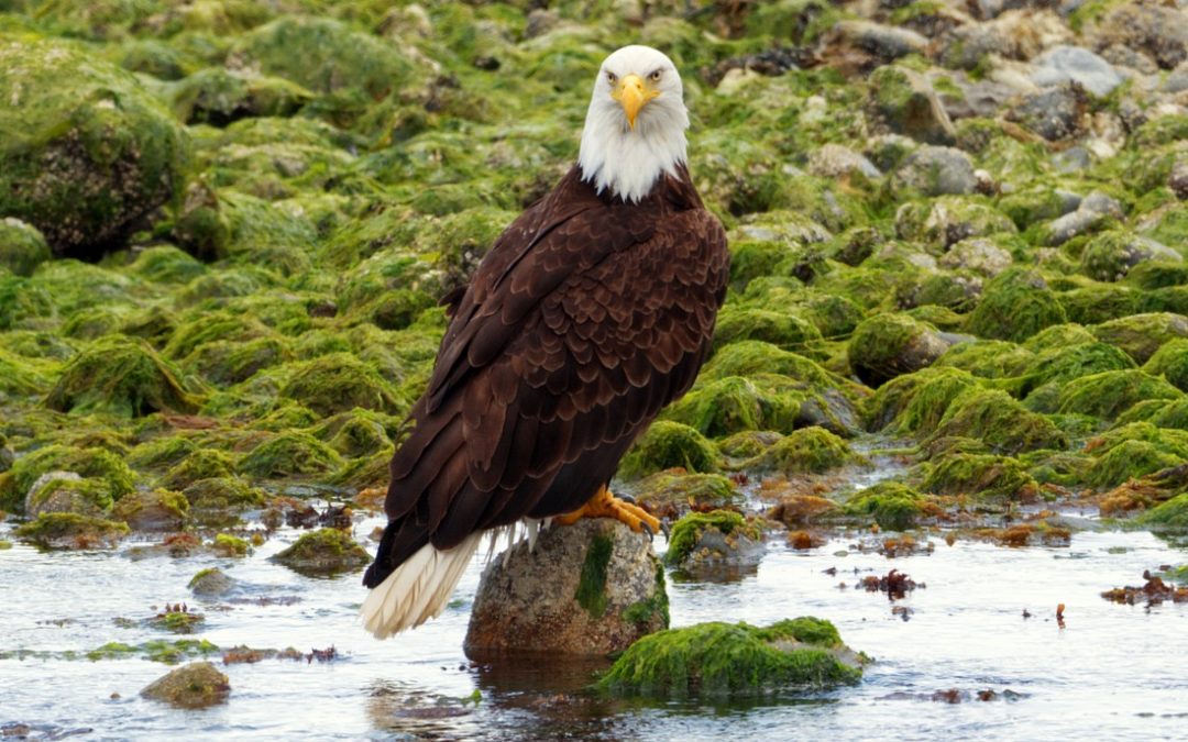 El águila